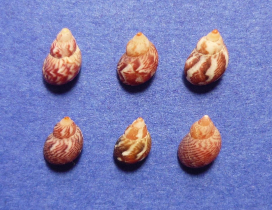 Tricolia pullus